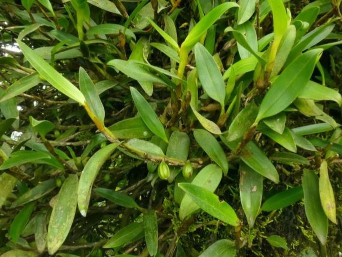 Bulbophyllum obtusum