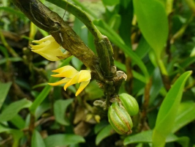 Bulbophyllum obtusum