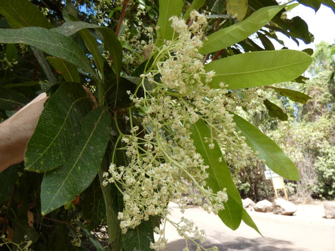 Buchanania arborescens