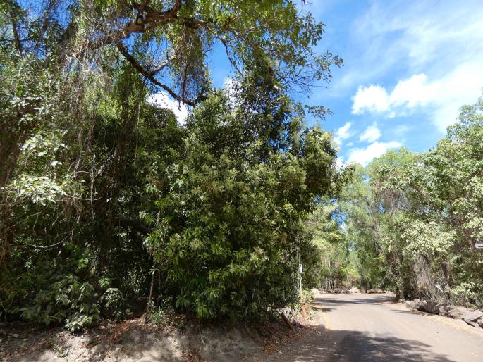 Buchanania arborescens