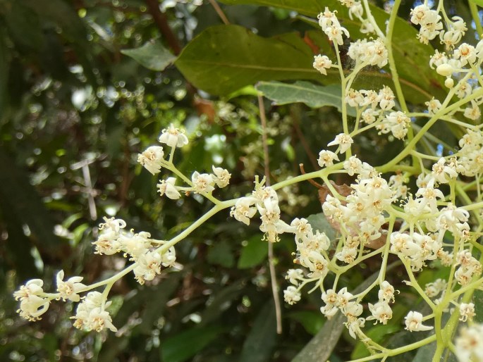 Buchanania arborescens