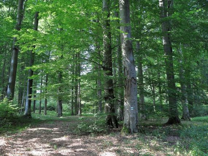 Žďárské vrchy, Bučina – Spálený kopec  – přírodní památka