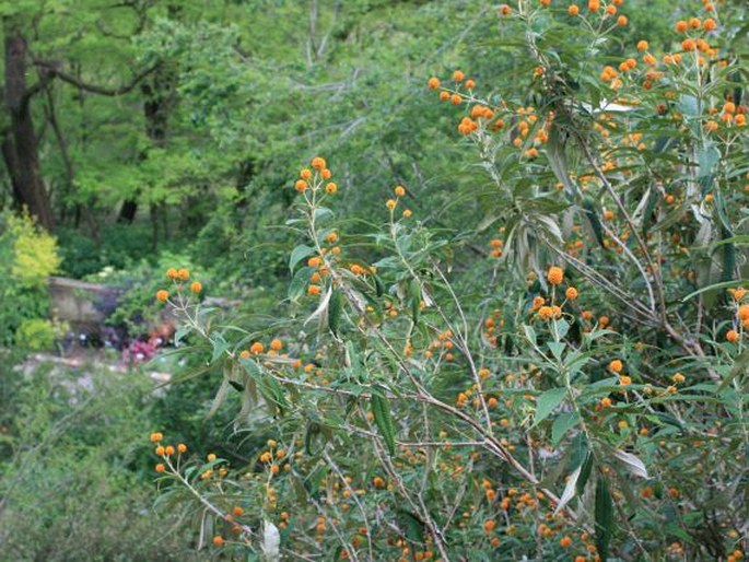 Buddleja globosa