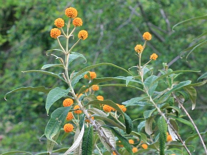 Buddleja globosa