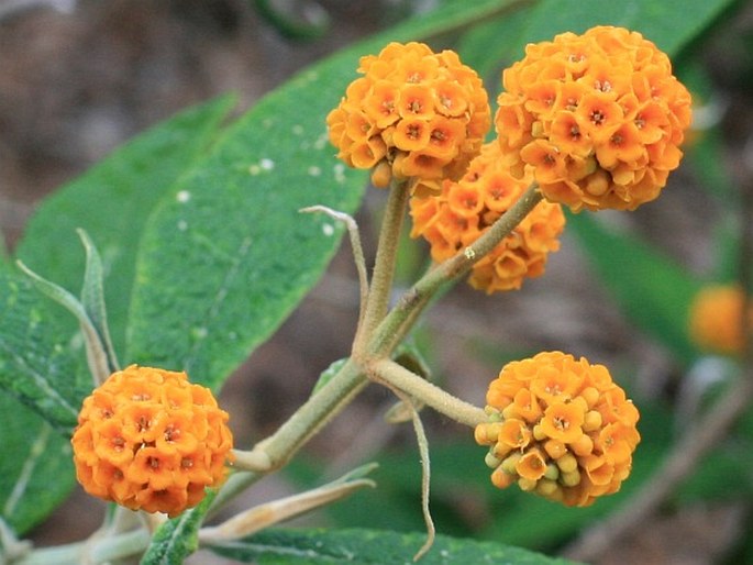 Buddleja globosa