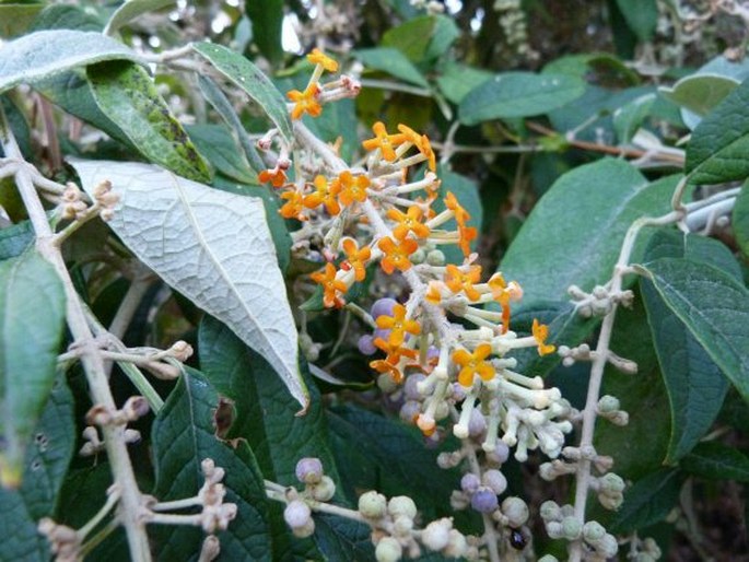 BUDDLEJA MADAGASCARIENSIS Lam. – komule