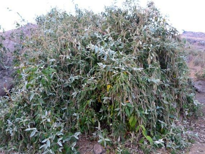 Buddleja madagascariensis