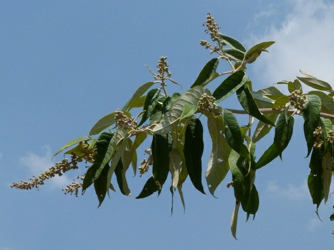 Buddleja madagascariensis