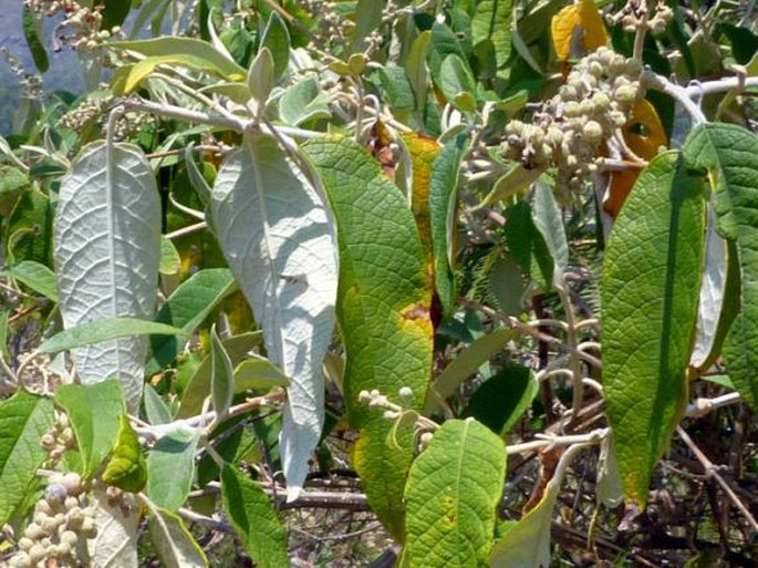 Buddleja madagascariensis