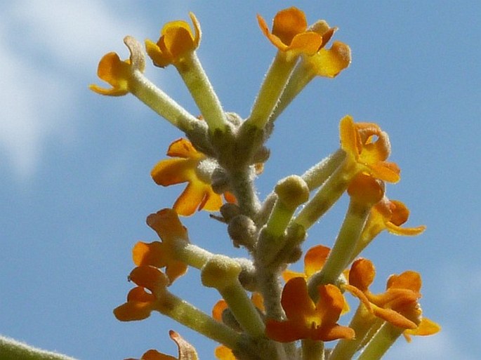 Buddleja madagascariensis