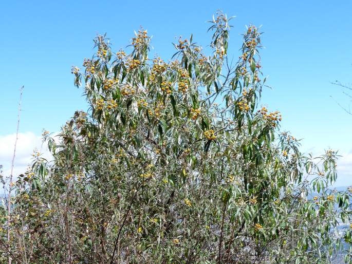 Buddleja megalocephala