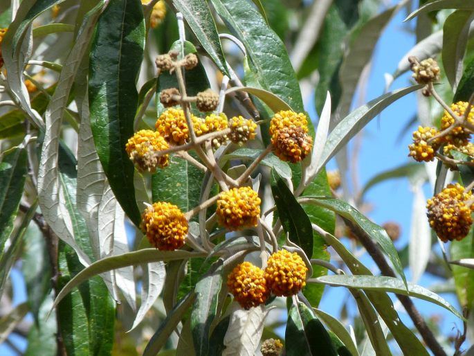 Buddleja megalocephala