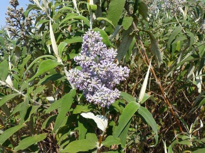 Buddleja salviifolia