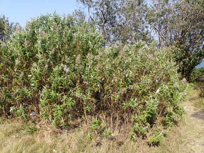 Buddleja salviifolia