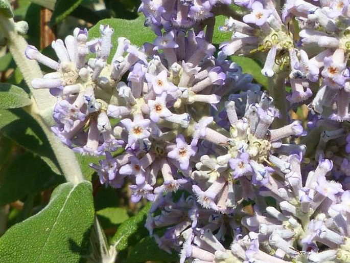 Buddleja salviifolia