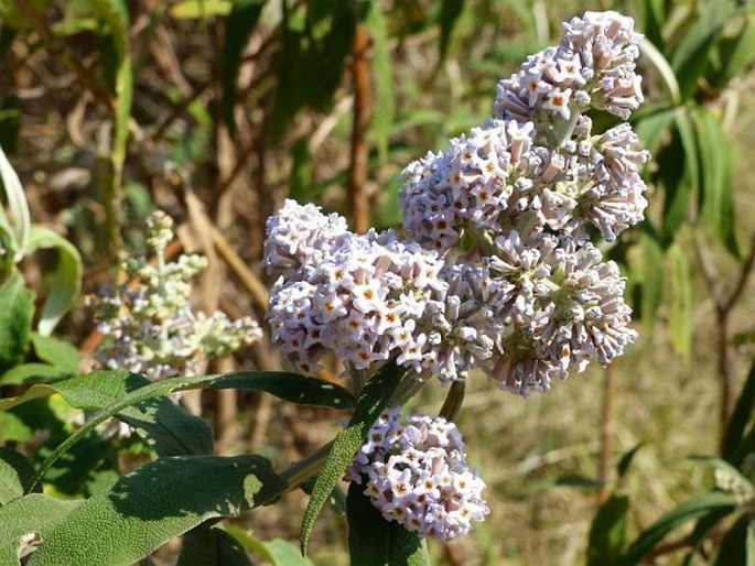 Buddleja salviifolia