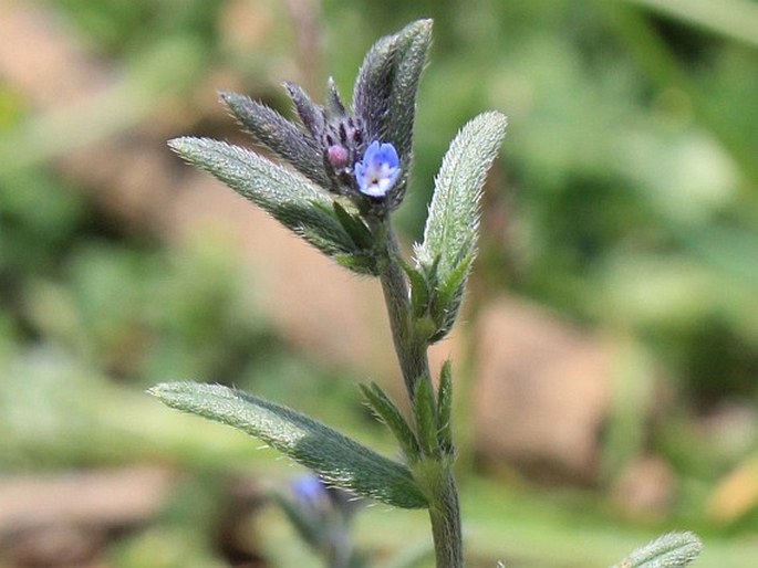 BUGLOSSOIDES INCRASSATA (Guss.) I. M. Johnst. – kamejka ztlustlá / kamienka