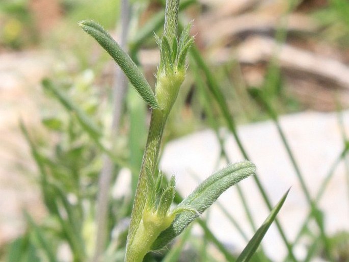 Buglossoides incrassata