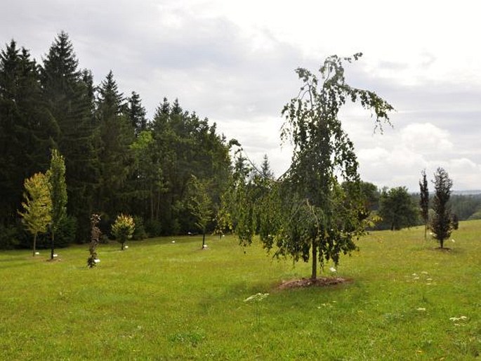 Bukové arboretum Buková