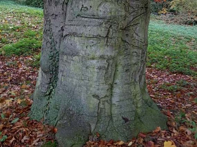 Buk lesní červenolistý, Roztoky