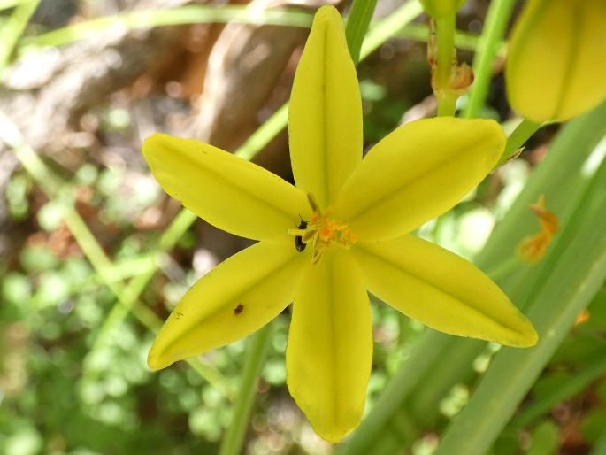 Bulbine bulbosa