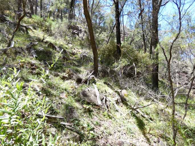 Bulbine bulbosa