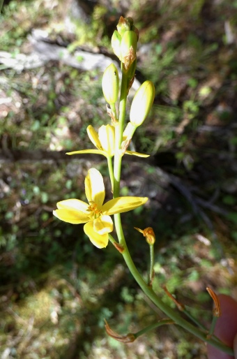 Bulbine bulbosa