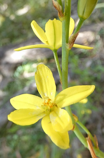 Bulbine bulbosa