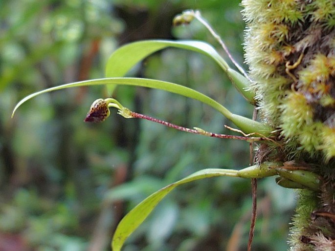 Bulbophyllum hatusimanum