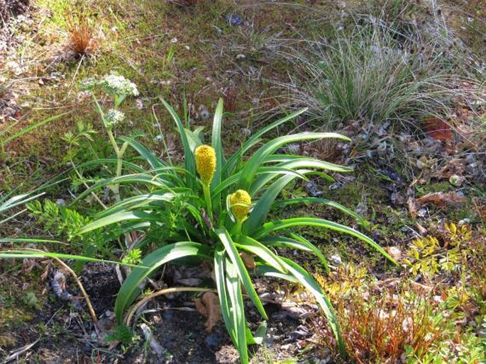 Bulbinella rossii