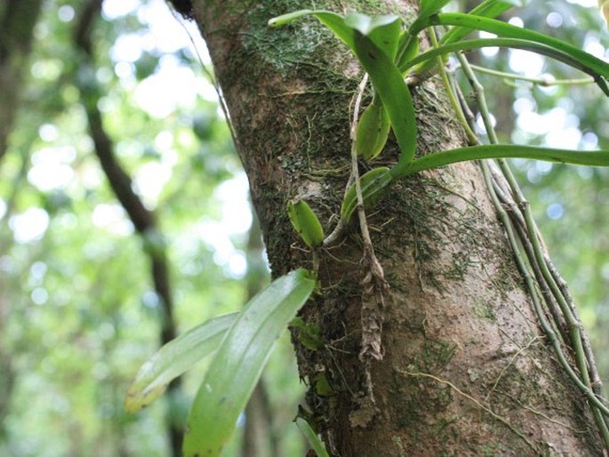 Bulbophyllum occultum