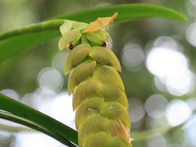 Bulbophyllum occultum