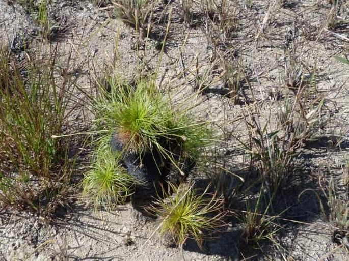 Bulbostylis paradoxa