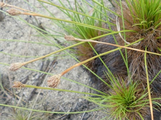 Bulbostylis paradoxa