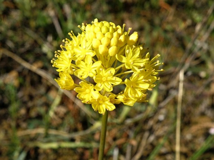 BULBINELLA TRIQUETRA (L. f.) Kunth