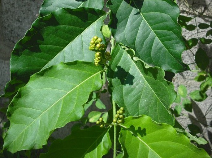 Bunchosia armeniaca