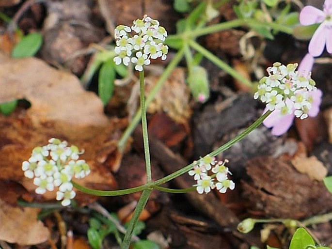 Bunium corydalinum