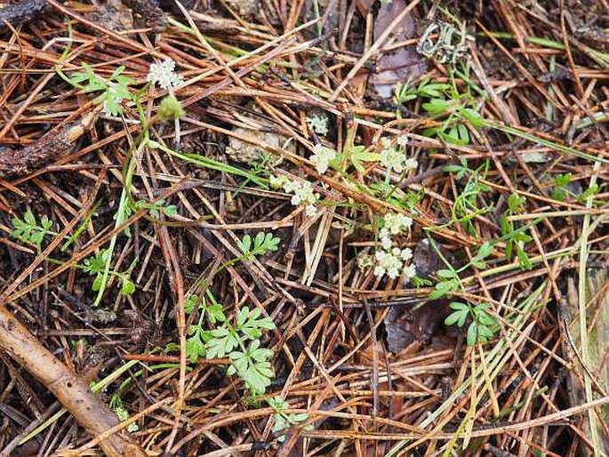 Bunium corydalinum