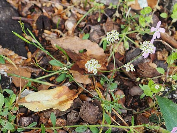 BUNIUM CORYDALINUM DC. - bulvuška