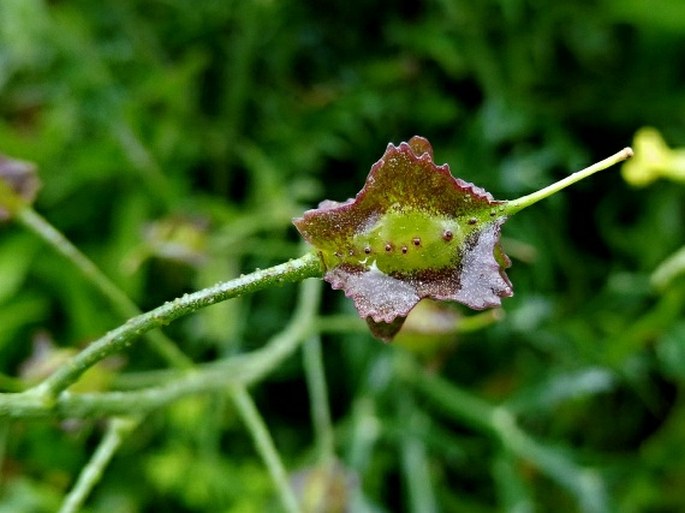 Bunias erucago