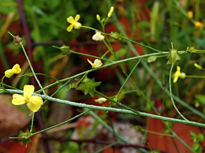 Bunias erucago