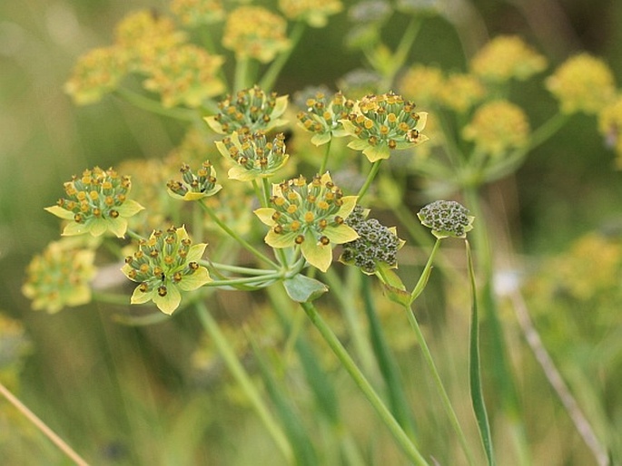 Bupleurum petraeum