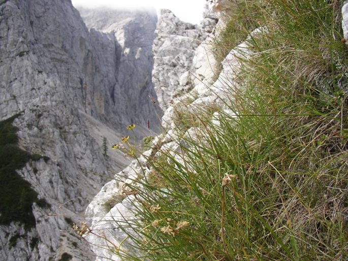 Bupleurum petraeum