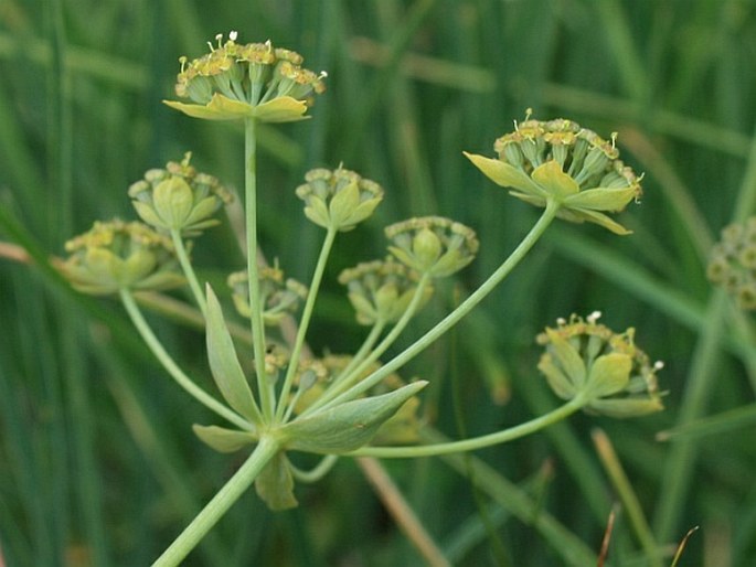 Bupleurum petraeum