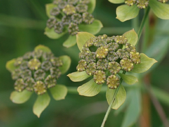 Bupleurum petraeum