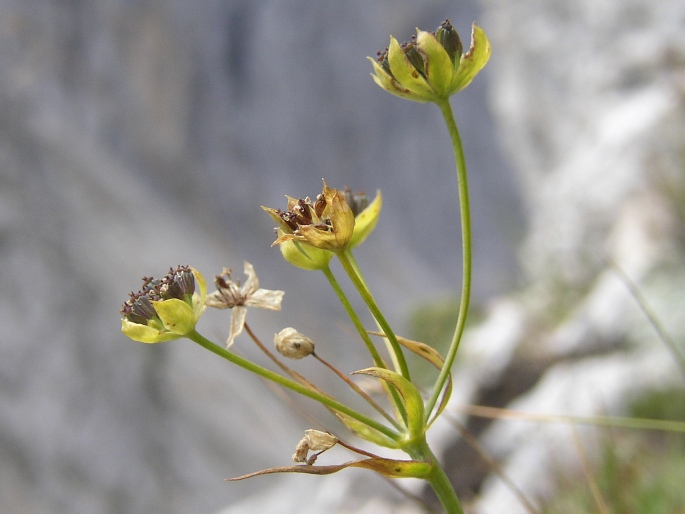 Bupleurum petraeum