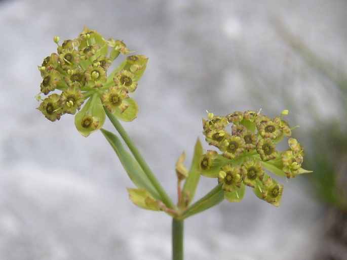 Bupleurum petraeum