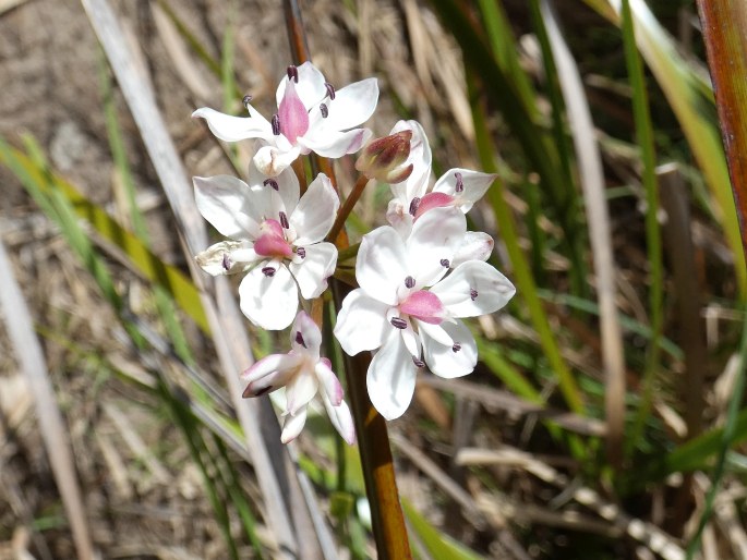 Burchardia umbellata