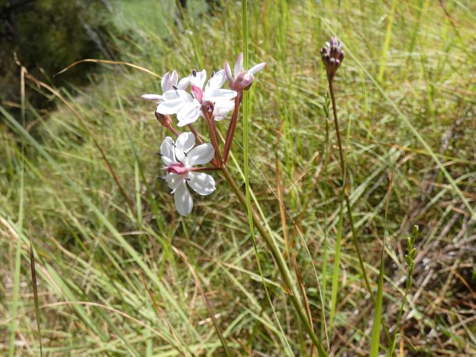 Burchardia umbellata