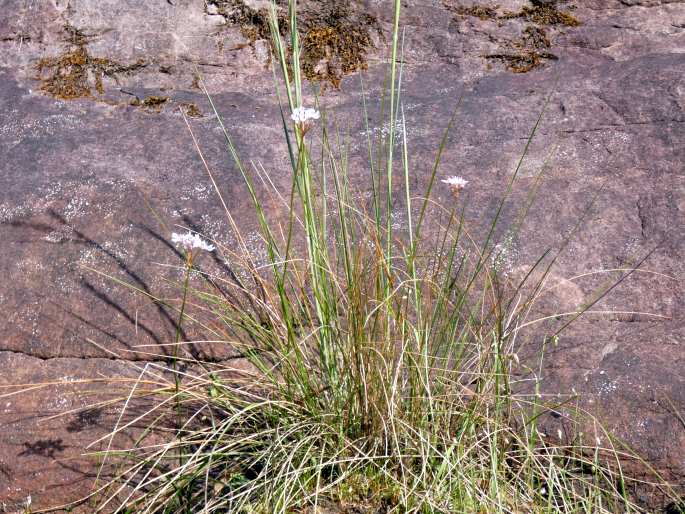 Burchardia umbellata